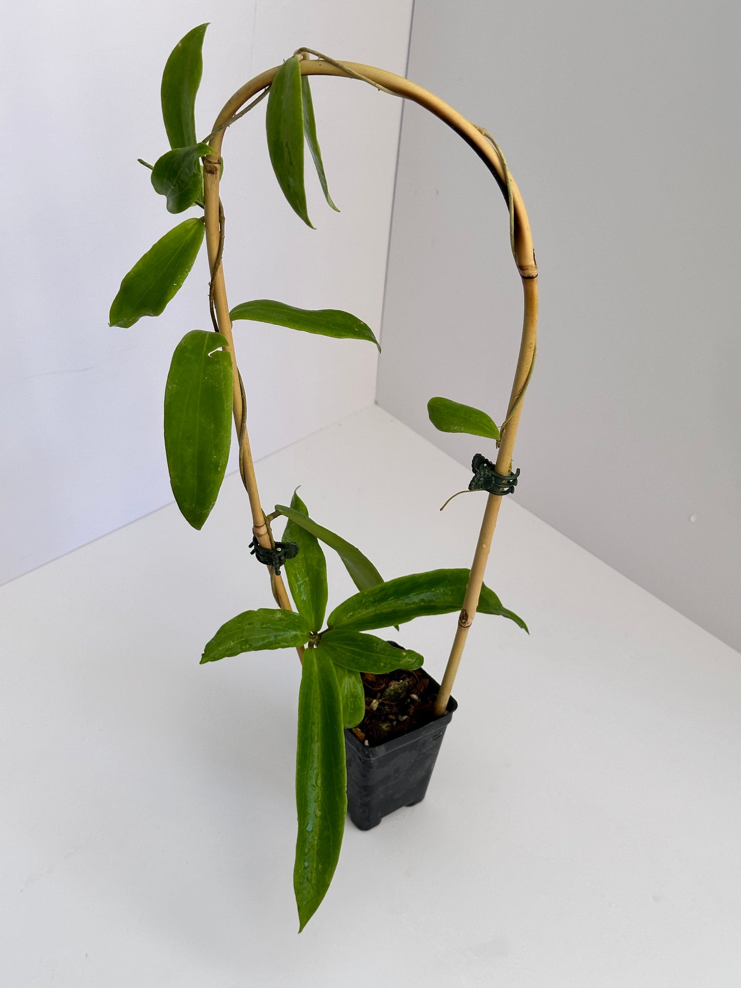 Hoya blashernaezii ssp. siariae (red)