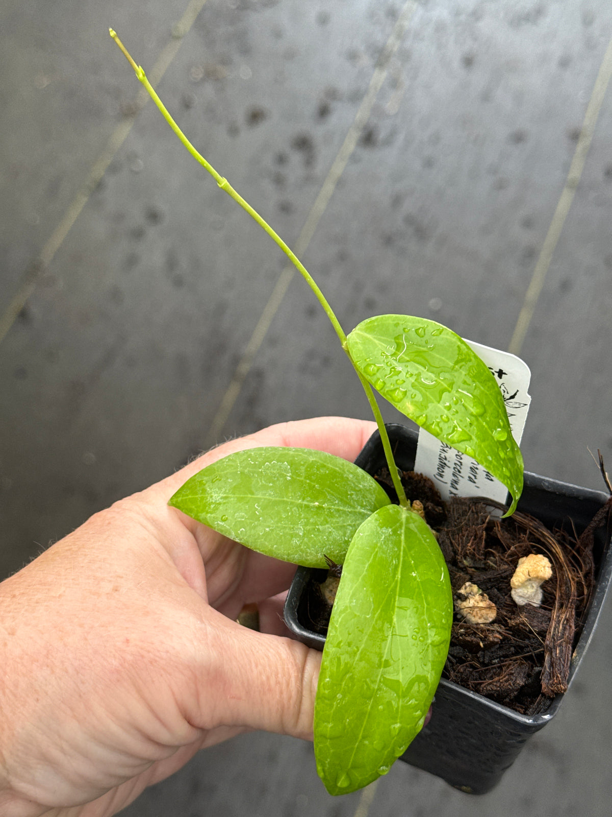 Hoya ‘Barbara’