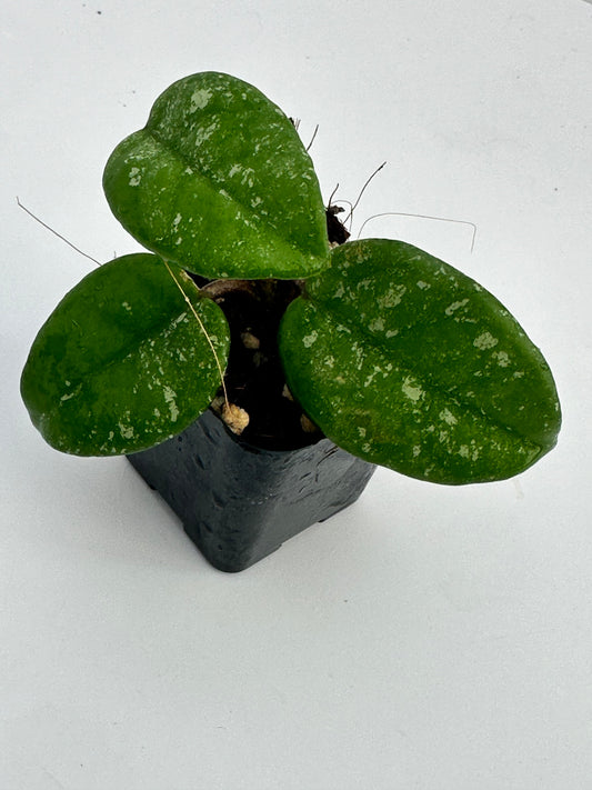 Hoya ´AH Mulan´ (splash)