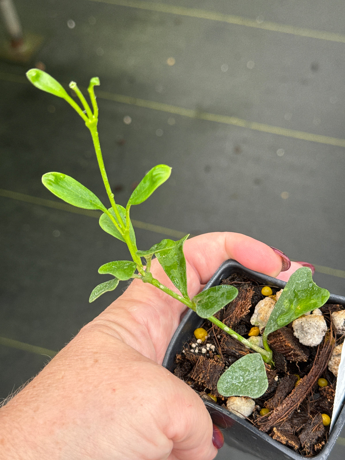Hoya manipurensis