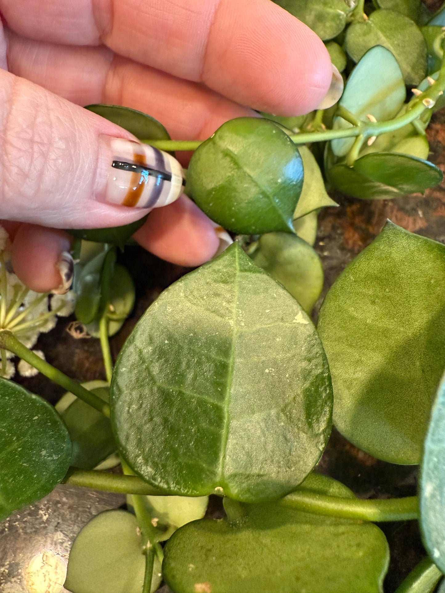 Hoya ‘Chubby Bunny’ RHI 402