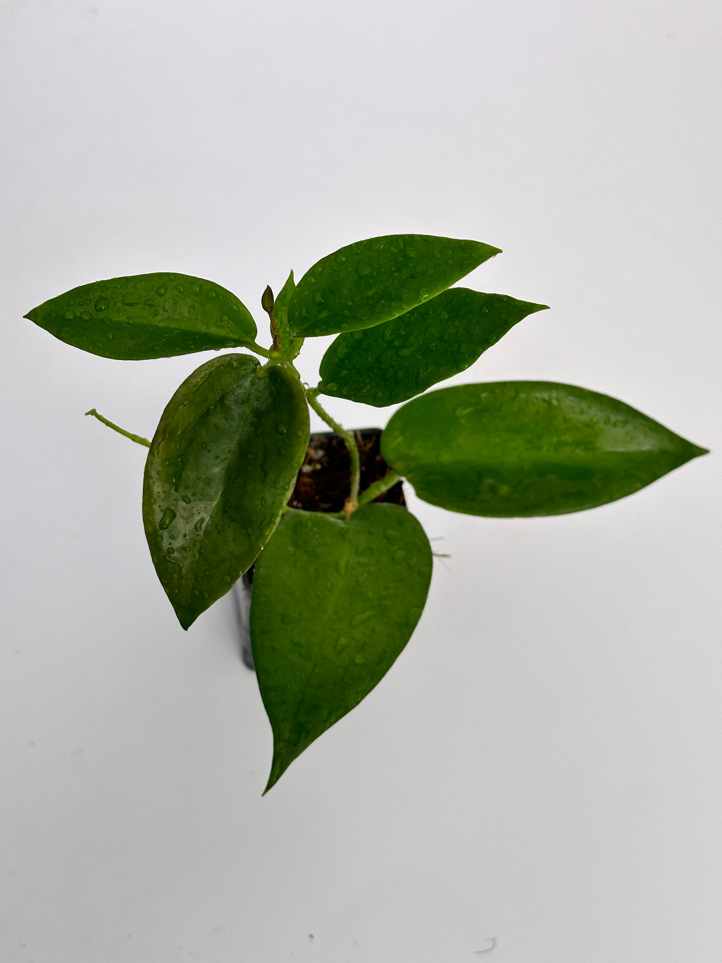 Hoya macgillivrayi Langkelly Creek