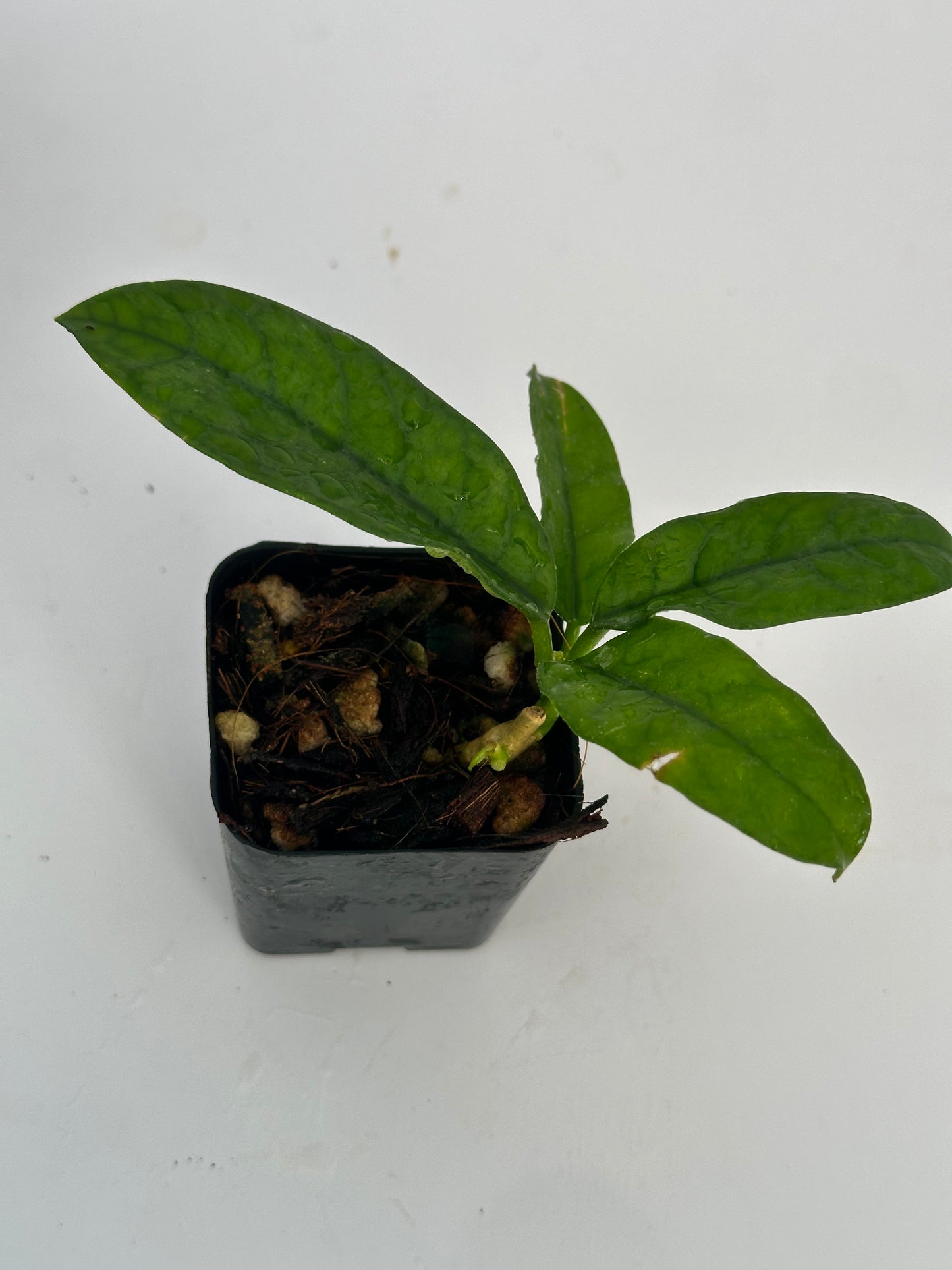 Hoya sp. Mutuo
