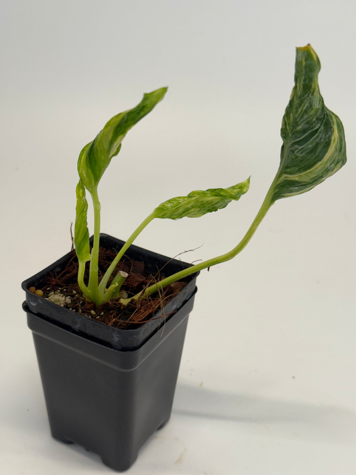 Epipremnum ‘Sunshine’ Terunoworld Series