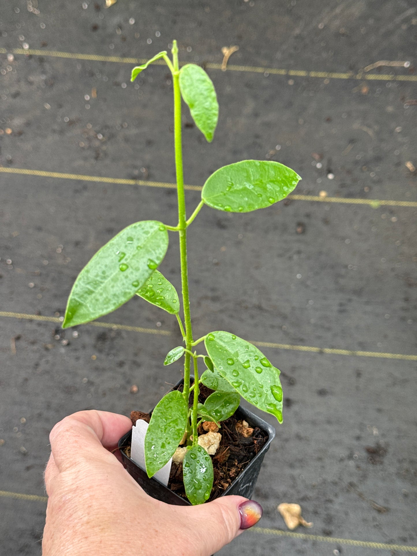 Hoya coronaria (pink)