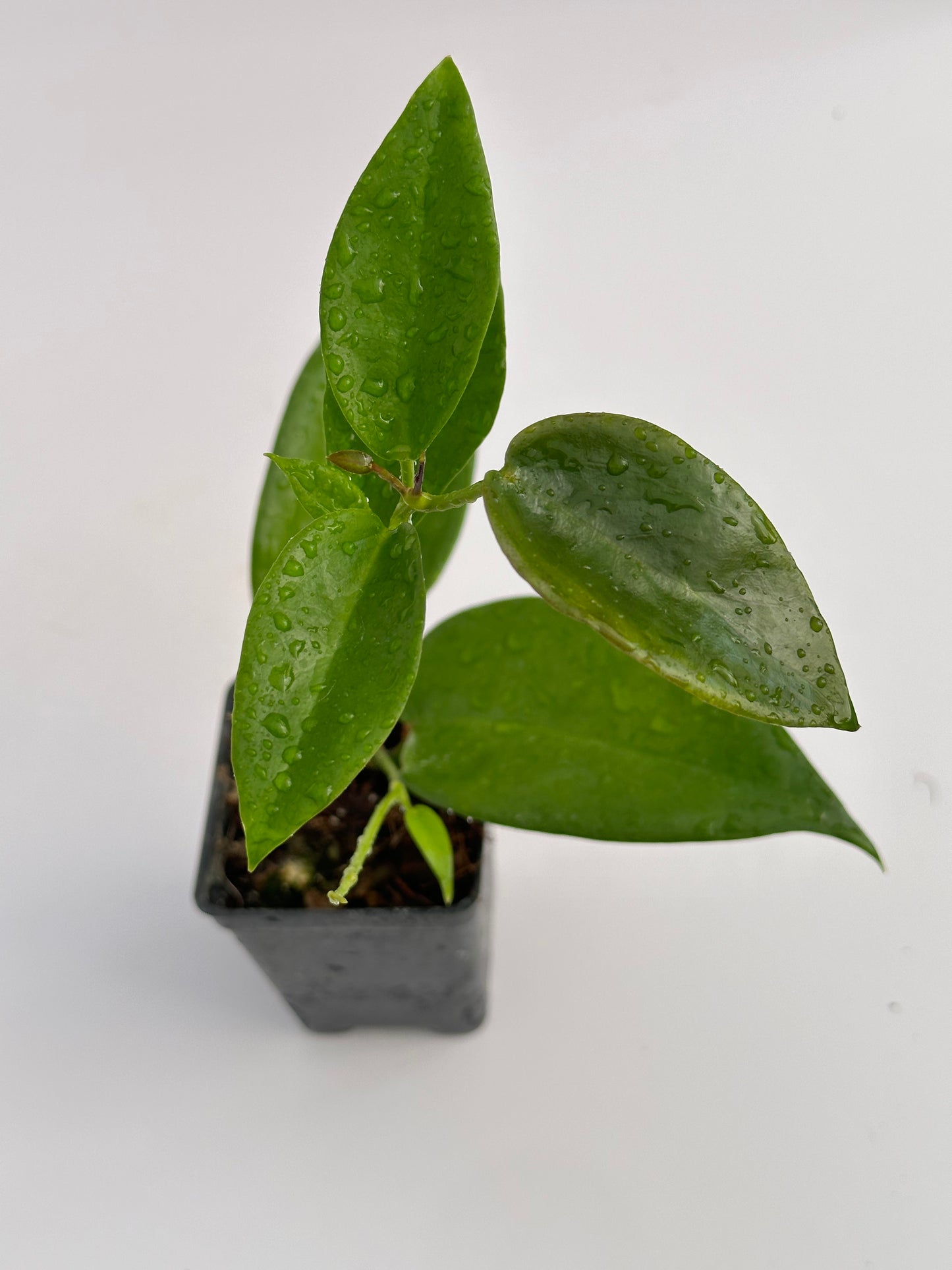 Hoya macgillivrayi Langkelly Creek