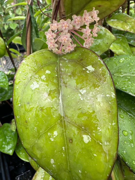 Hoya ‘Patcharawalai 077’