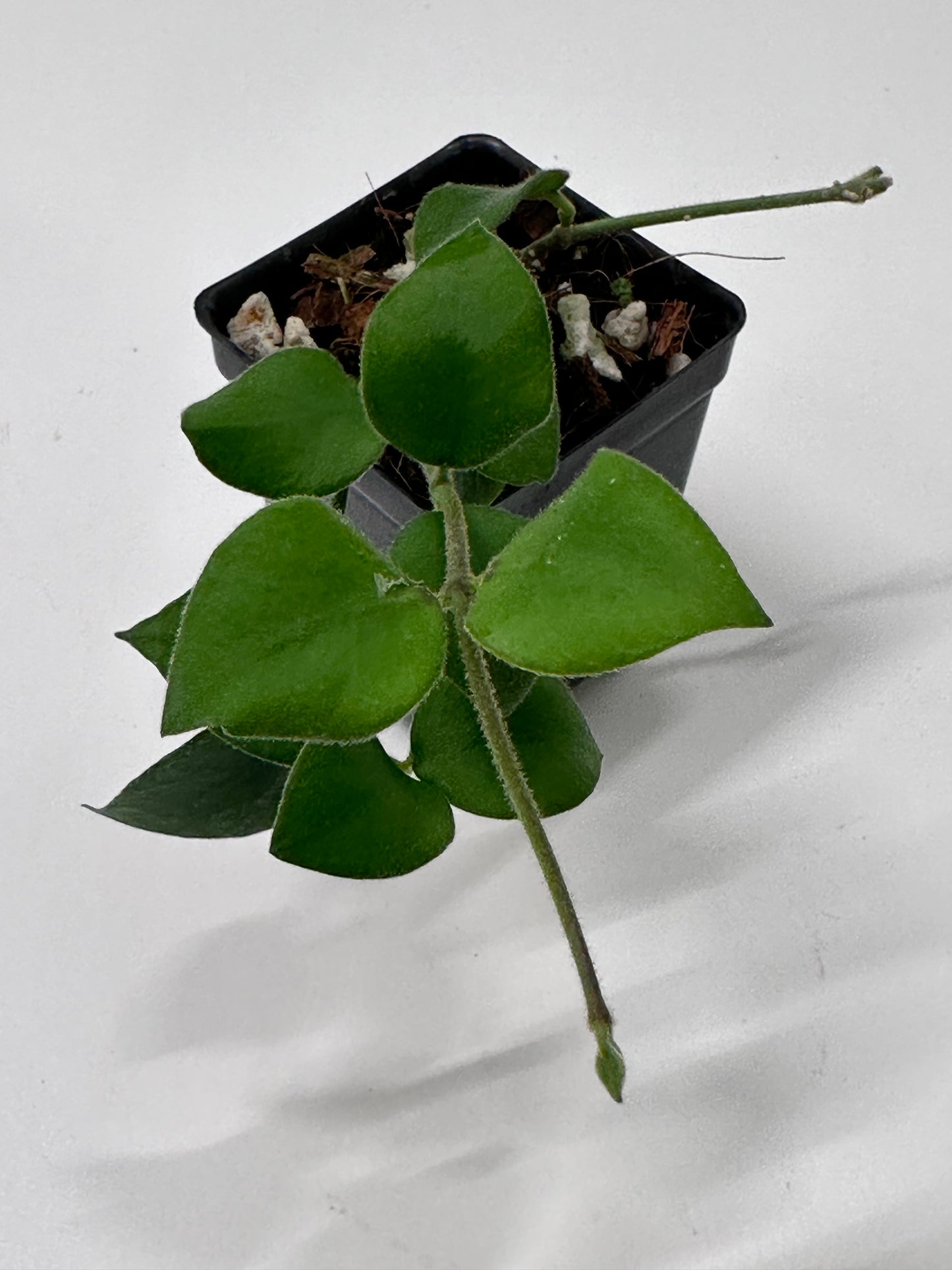 Hoya aescynanthoides Bario Highlands