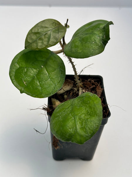 HOYA レツーサ 250808 13