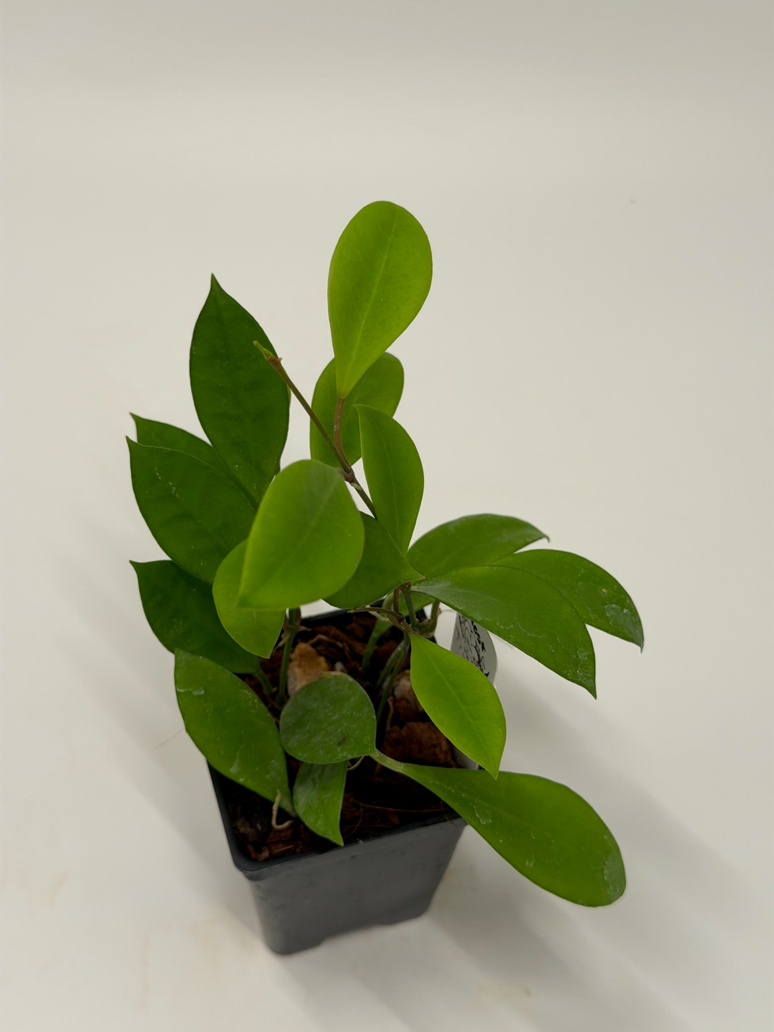 Hoya 'Pixie Puff' RHM 030-11 – Nest Tropicals