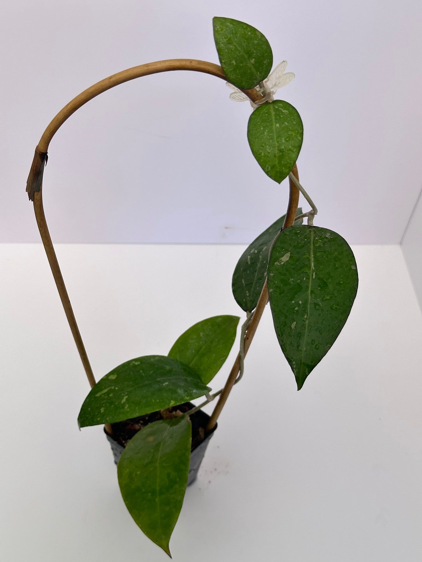 Hoya KSB 02 – Nest Tropicals Hoya KSB 02 – Nest Tropicals