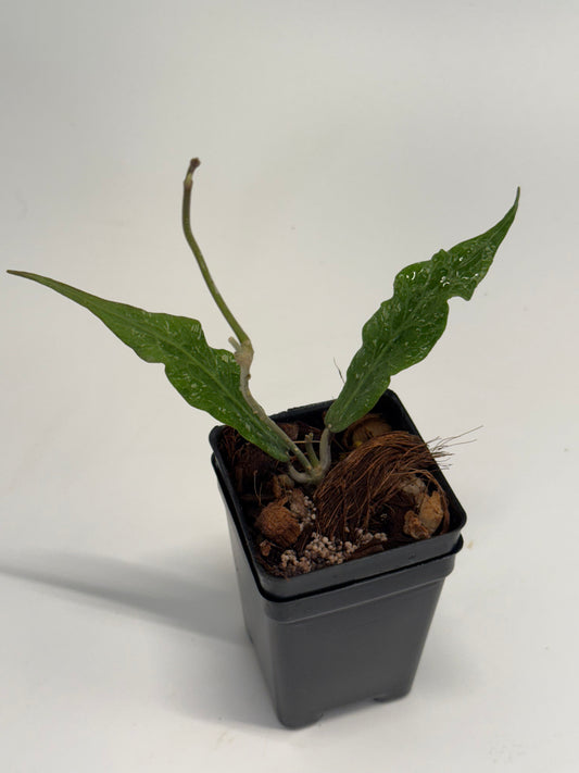 Hoya sp. Blang Bleke ‘Z3’