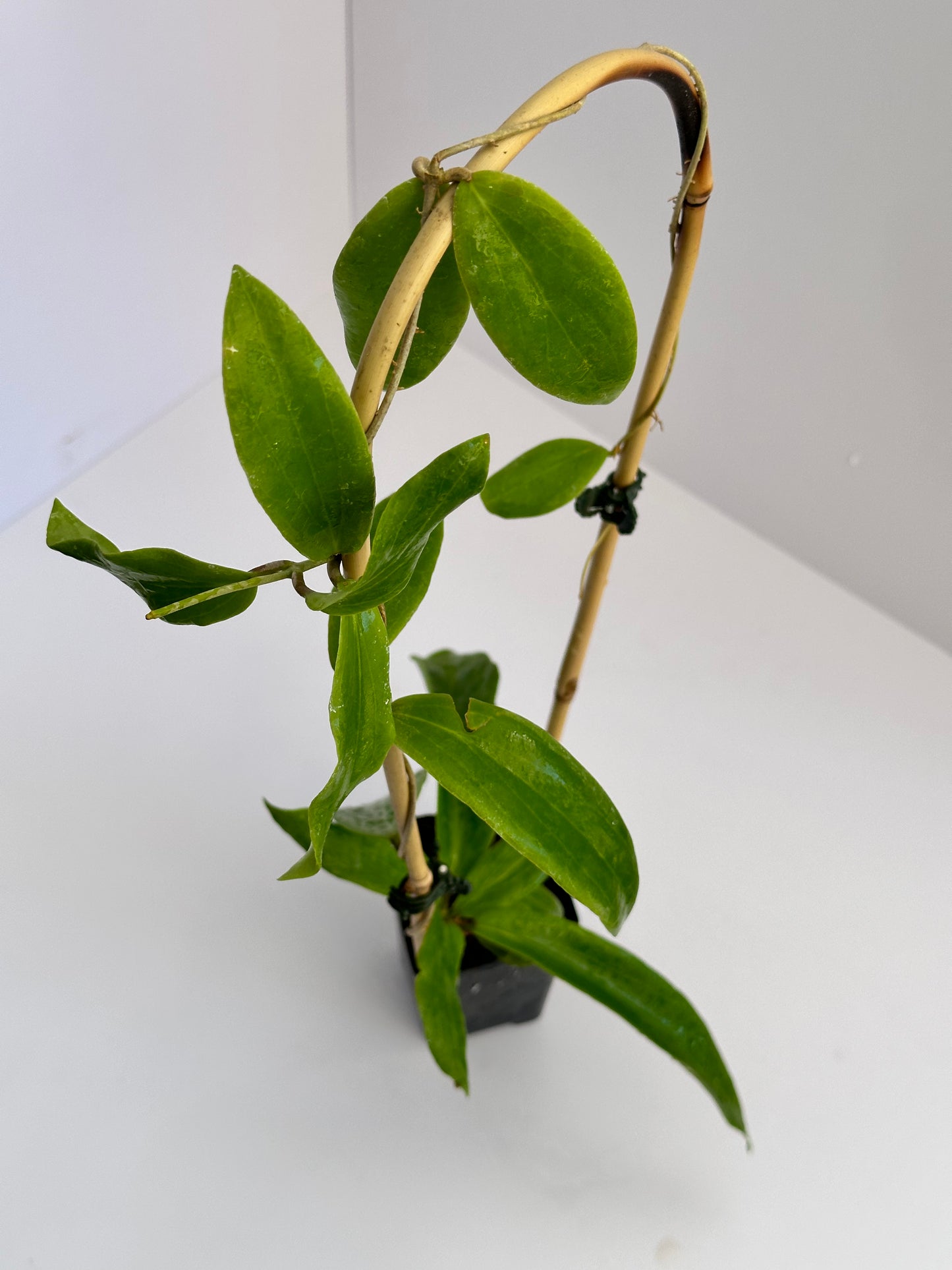 Hoya blashernaezii ssp. siariae (red)