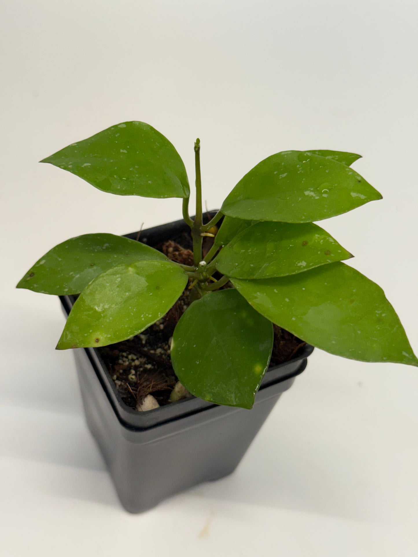 Hoya ‘Chubby Bunny’ RHI 402