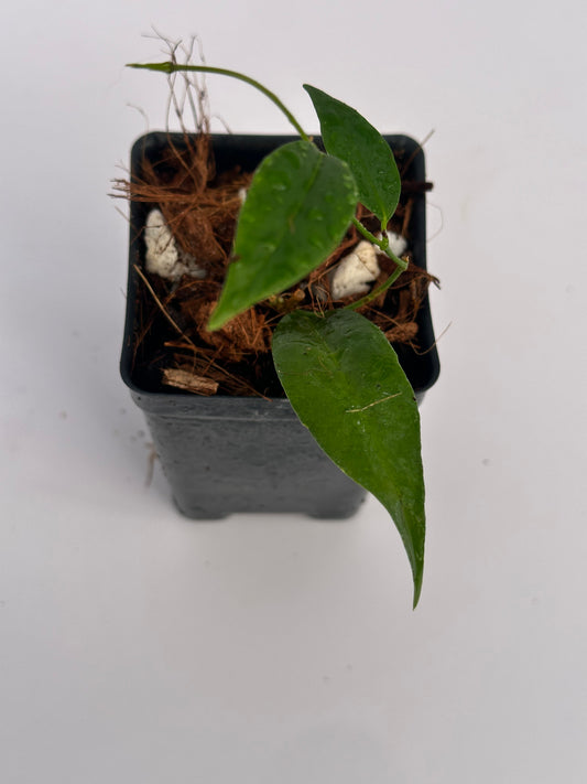 Hoya paradisea NS 11-159