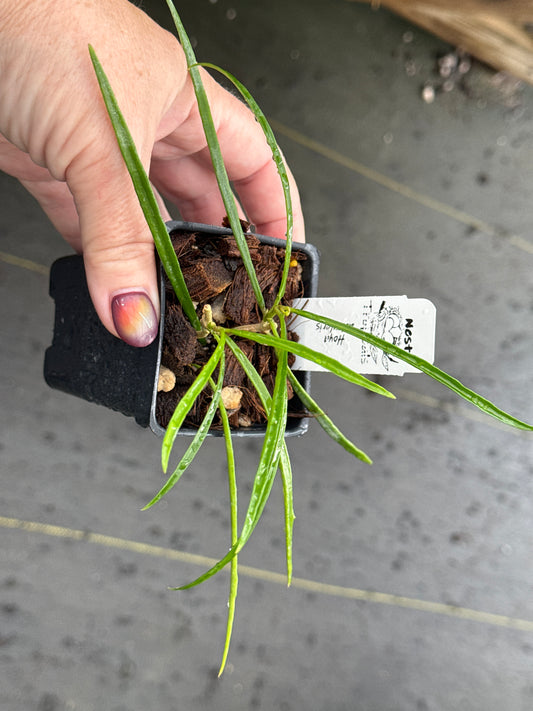 Hoya acicularis
