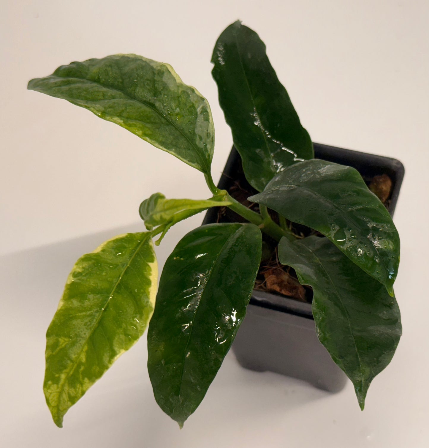 Hoya multiflora (outer variegated)