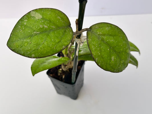 Hoya ‘Patcharawalai 077’
