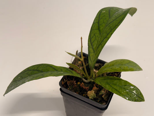 Hoya sp. Maharani DD 0066