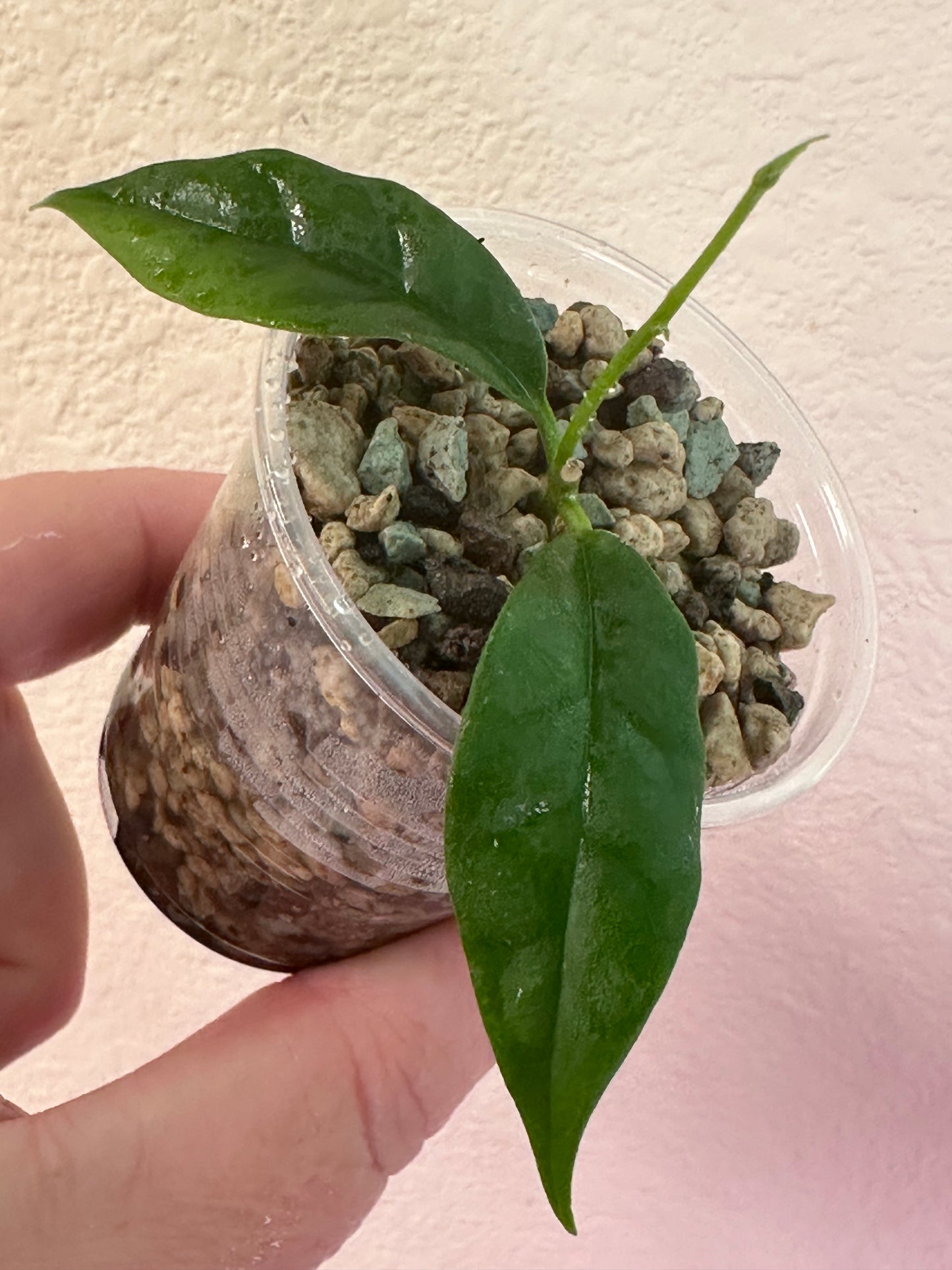 Hoya ‘Carol’ SS 22-09