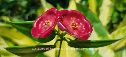 Hoya sp. PNG (red cup flower)
