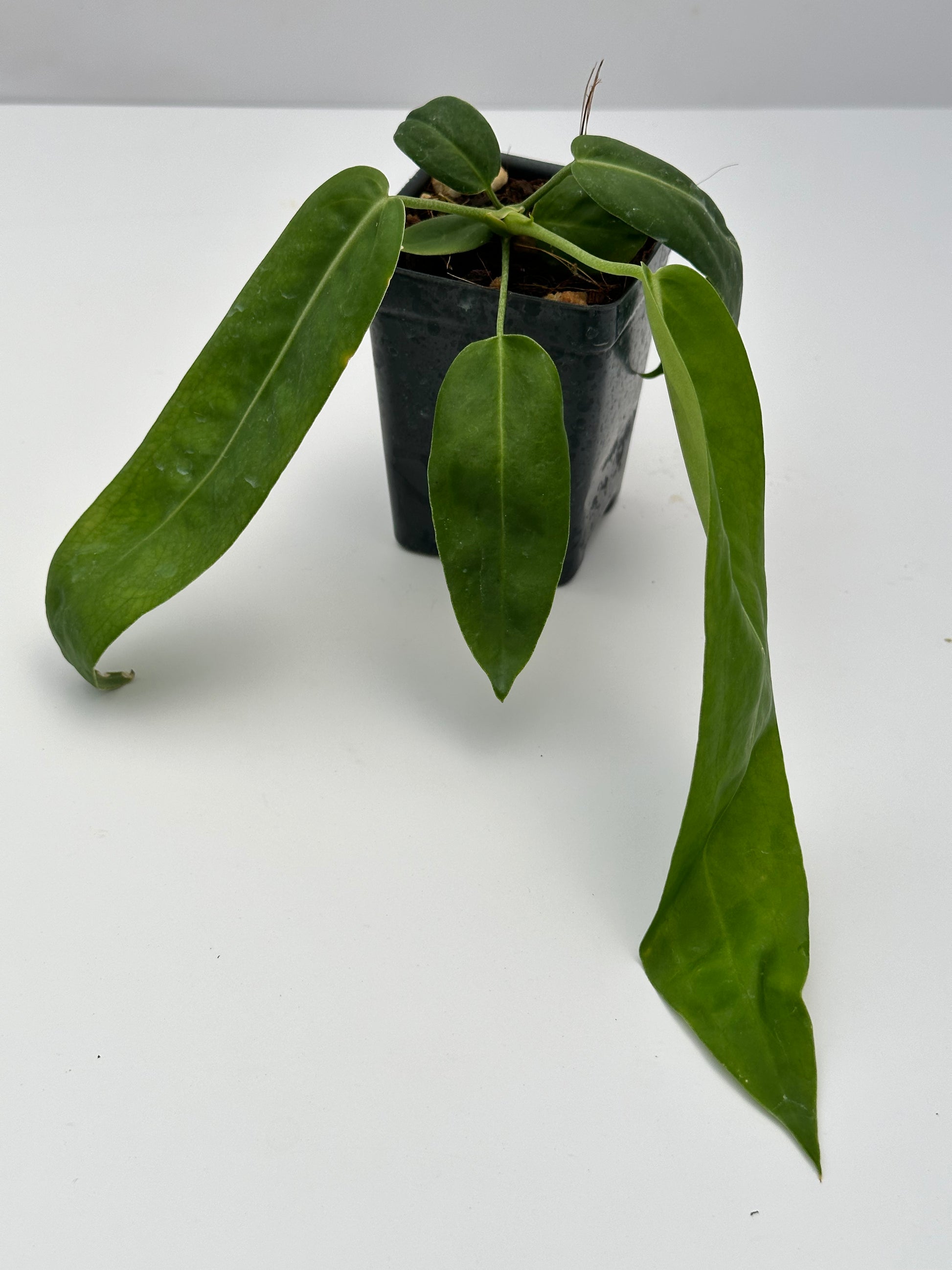 anthurium pallidiflorum Anthurium pallidiflorum – Nest Tropicals