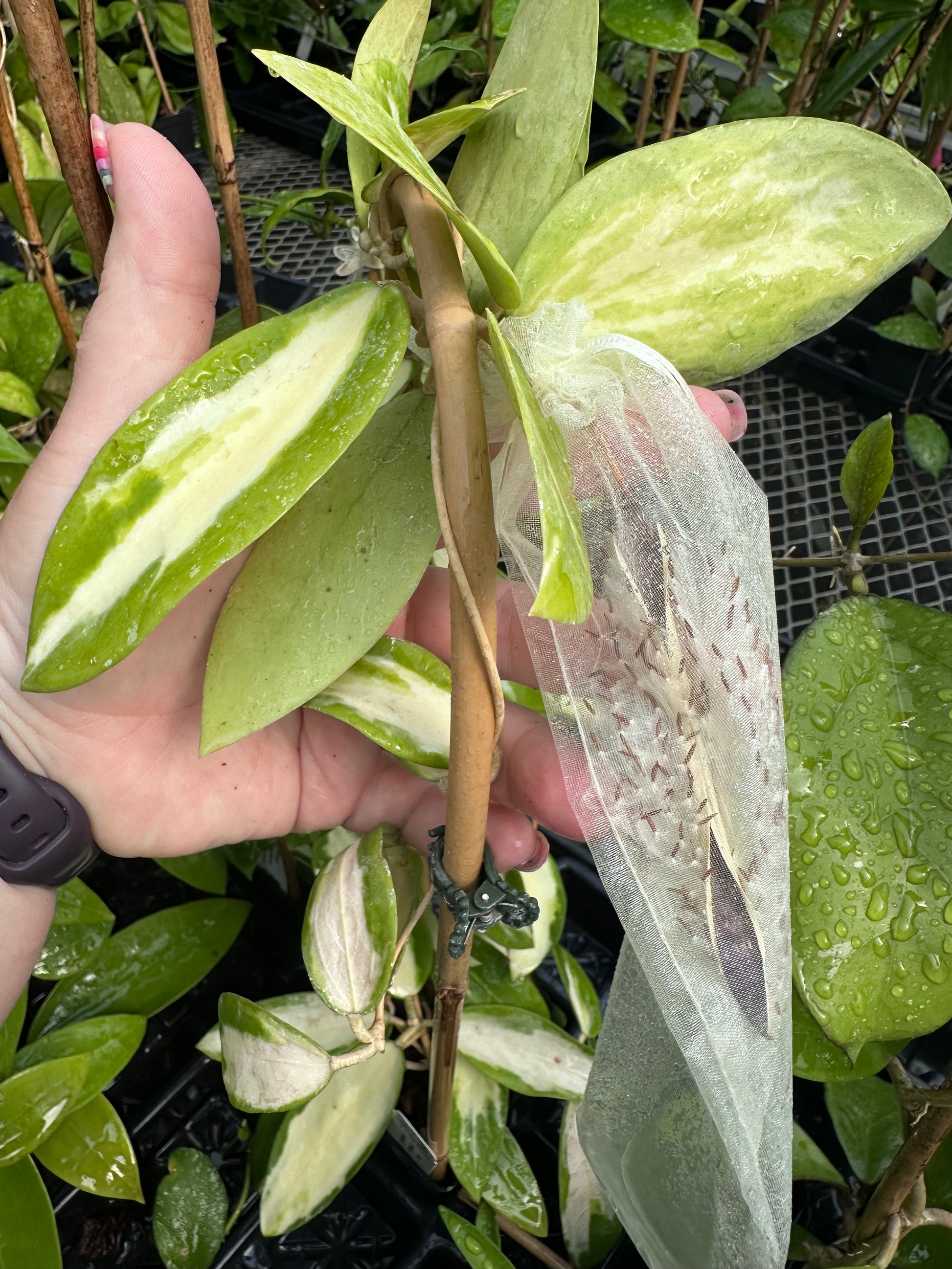 Hoya Seeds (10) – Nest Tropicals