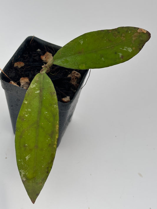 Hoya kaikoeana