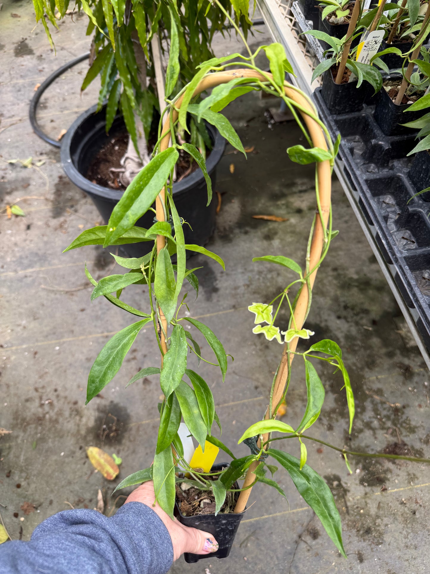 Hoya chlorantha var. chlorantha