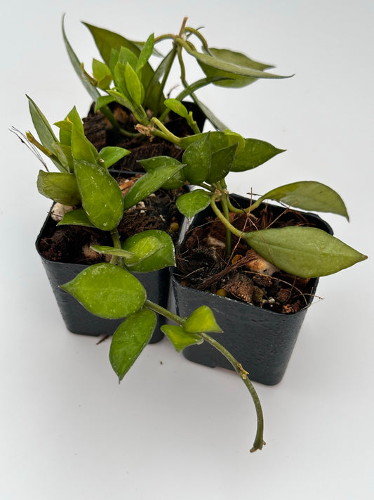 Hoya lacunosa ‘Tove’