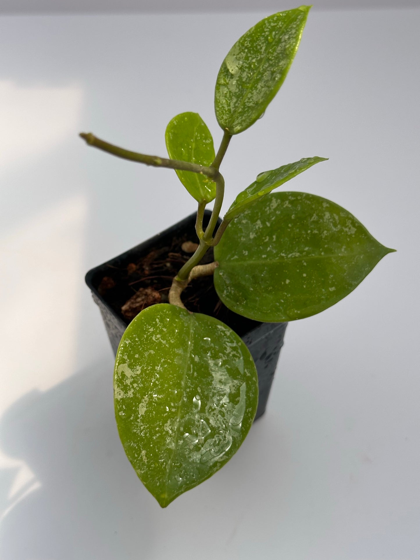 Hoya verticillata ‘RB Mini’ (splash)