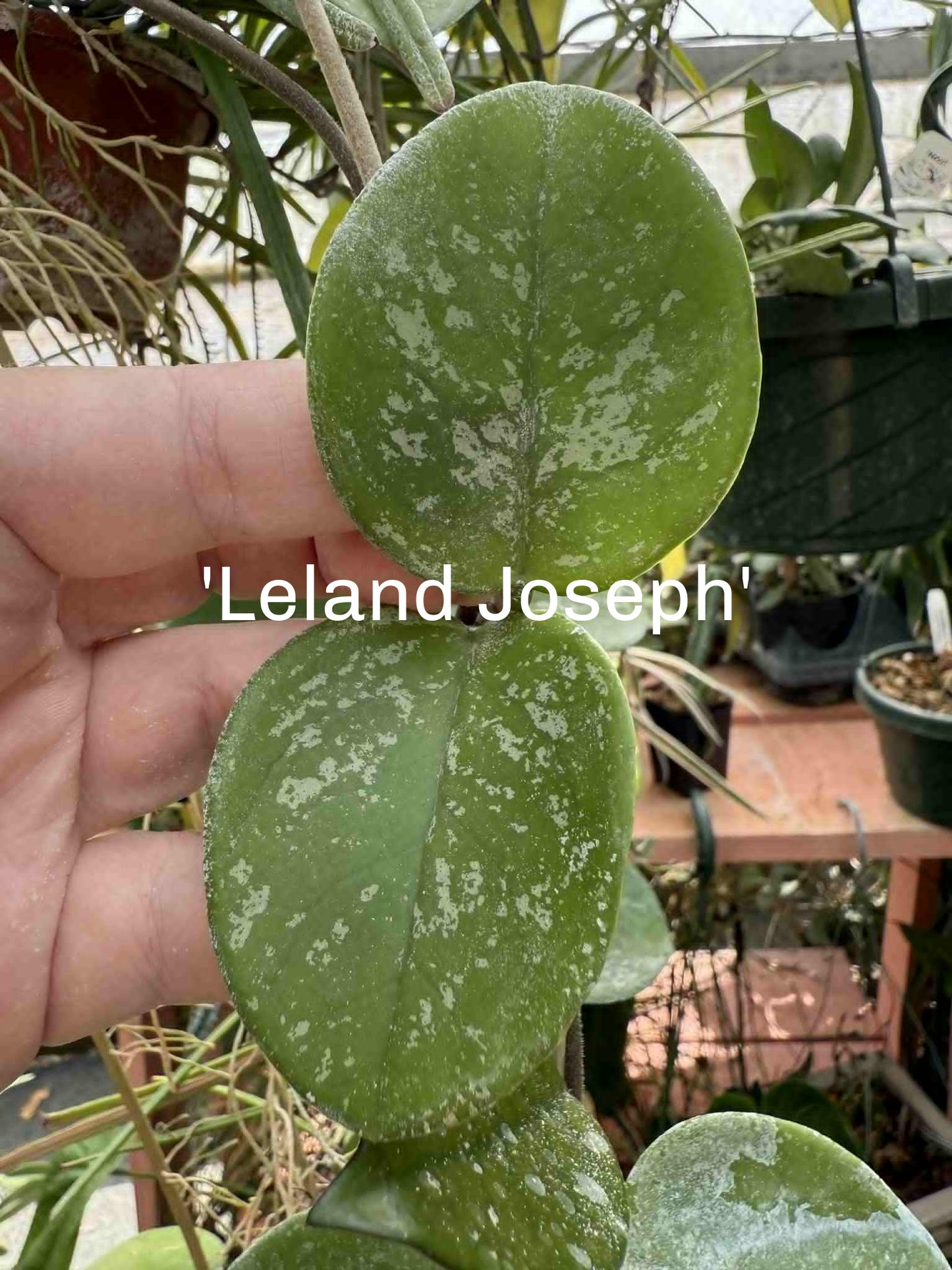 Hoya Seeds (10)