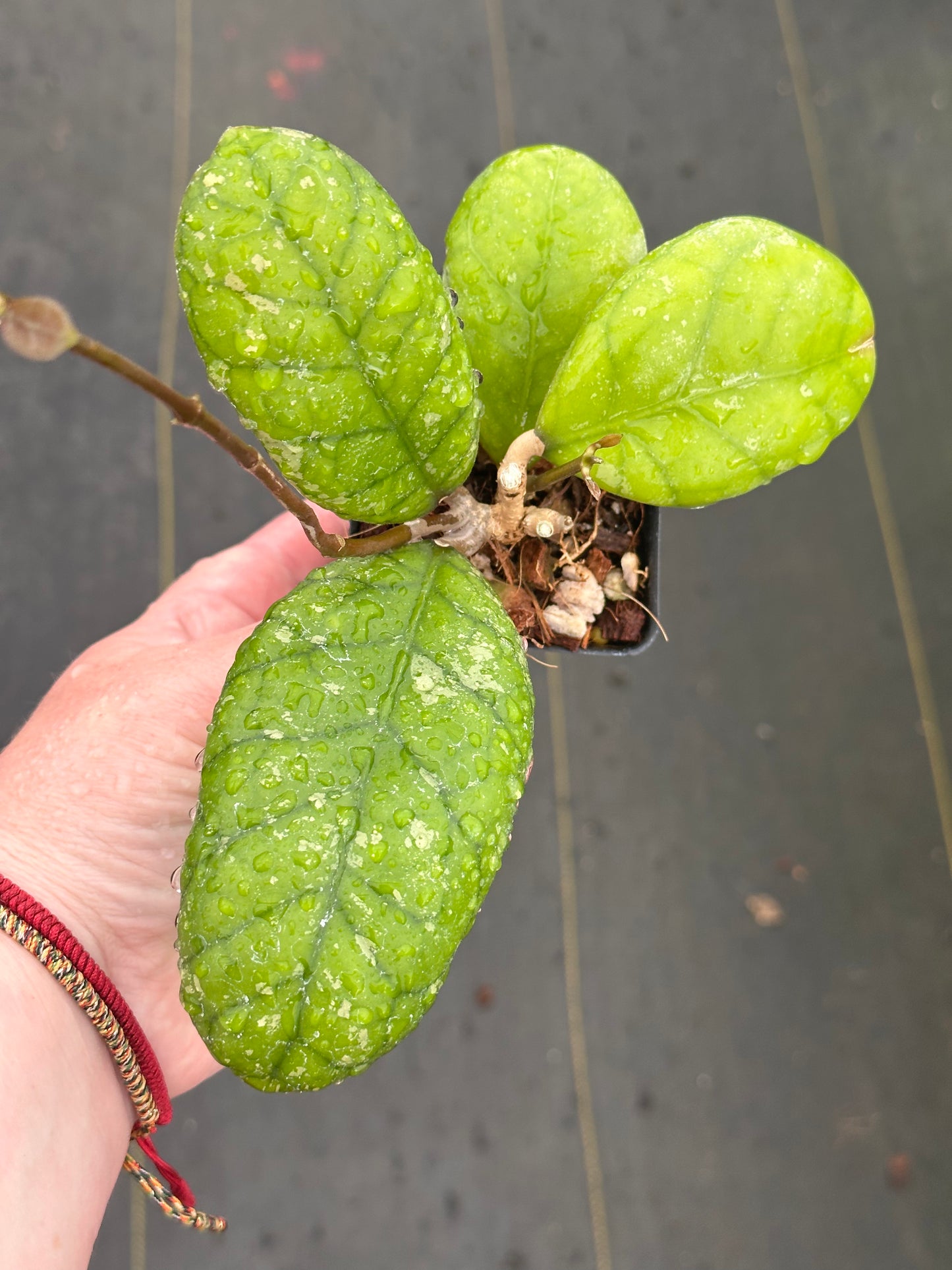Hoya ‘Larisa’