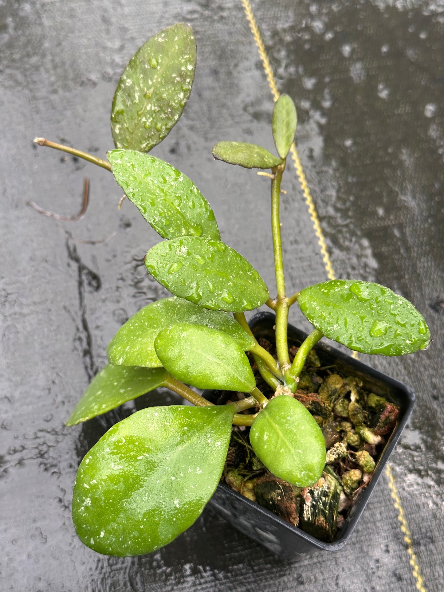 Hoya waymaniae (light splash)