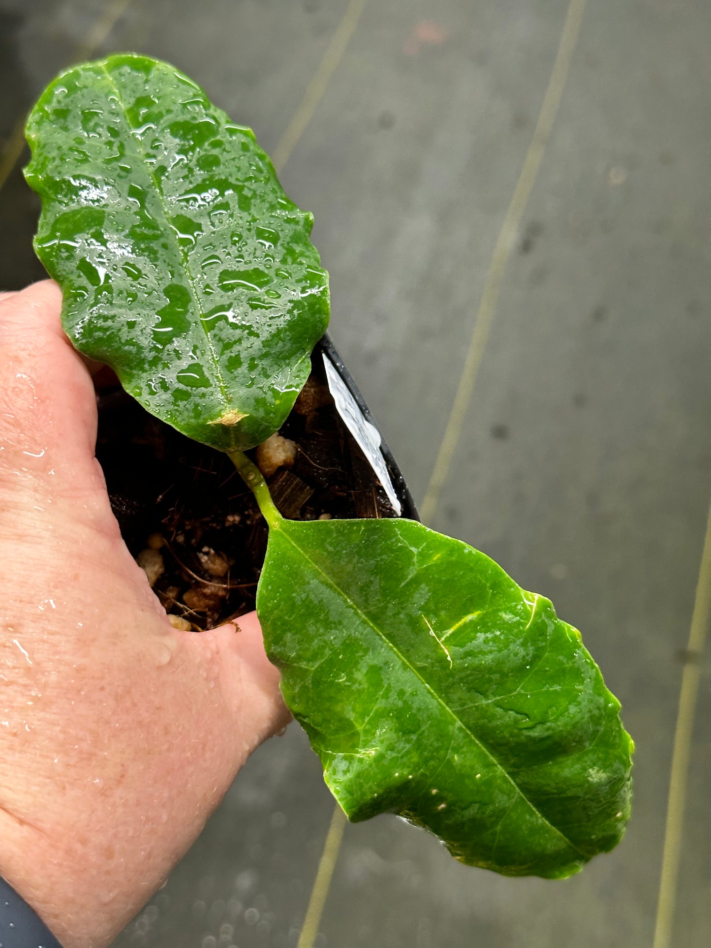 Hoya nuttiana
