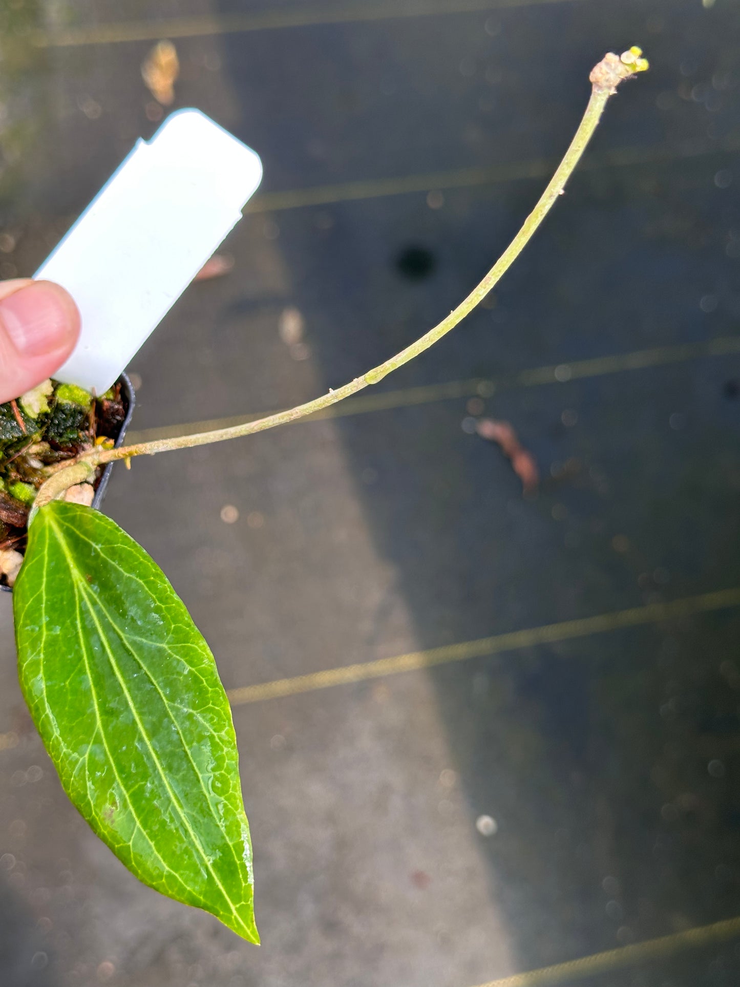 Hoya soligamiana