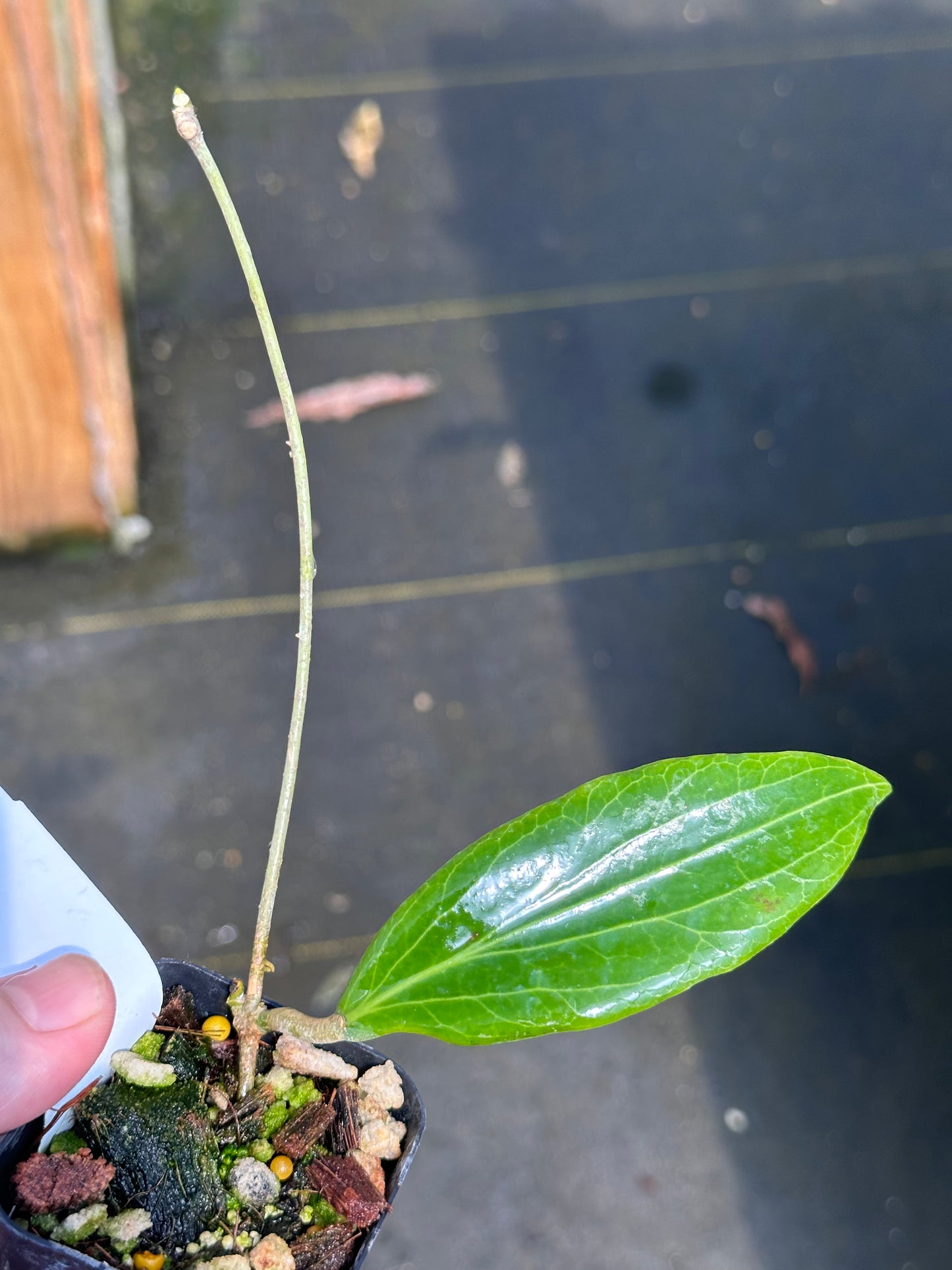 Hoya soligamiana