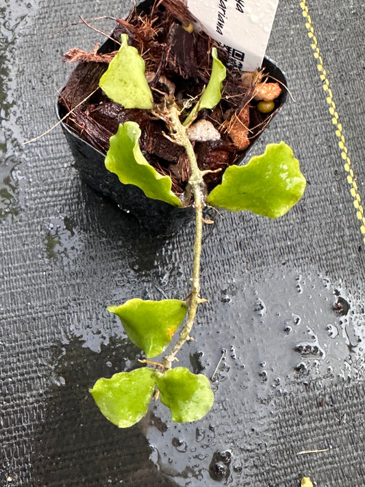 Hoya kanyakumariana