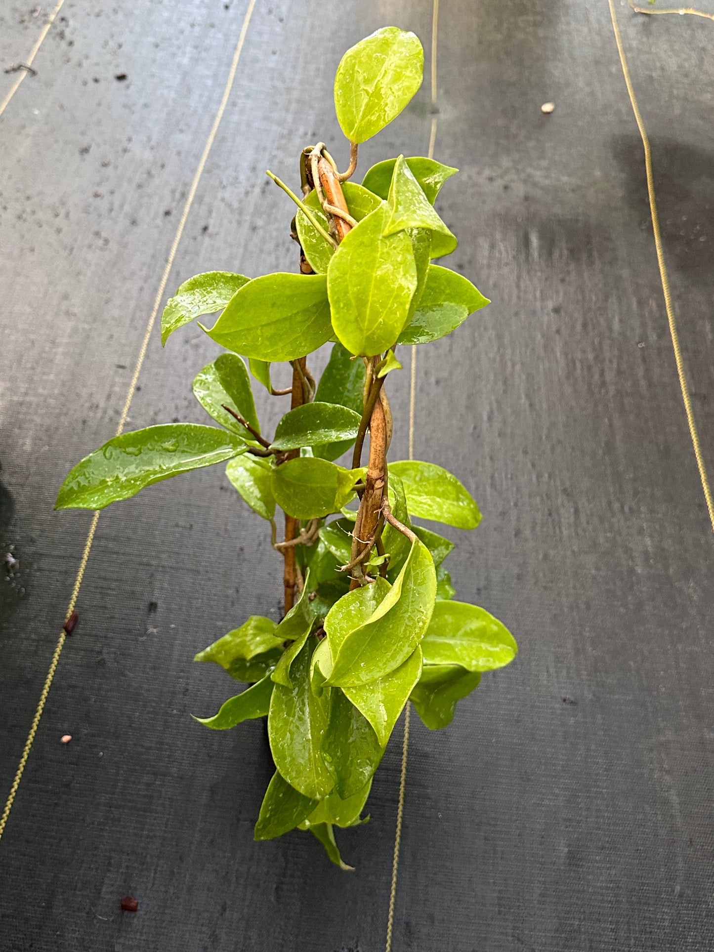 Hoya ‘Dr. IBOK' SMS 034 - Trellised