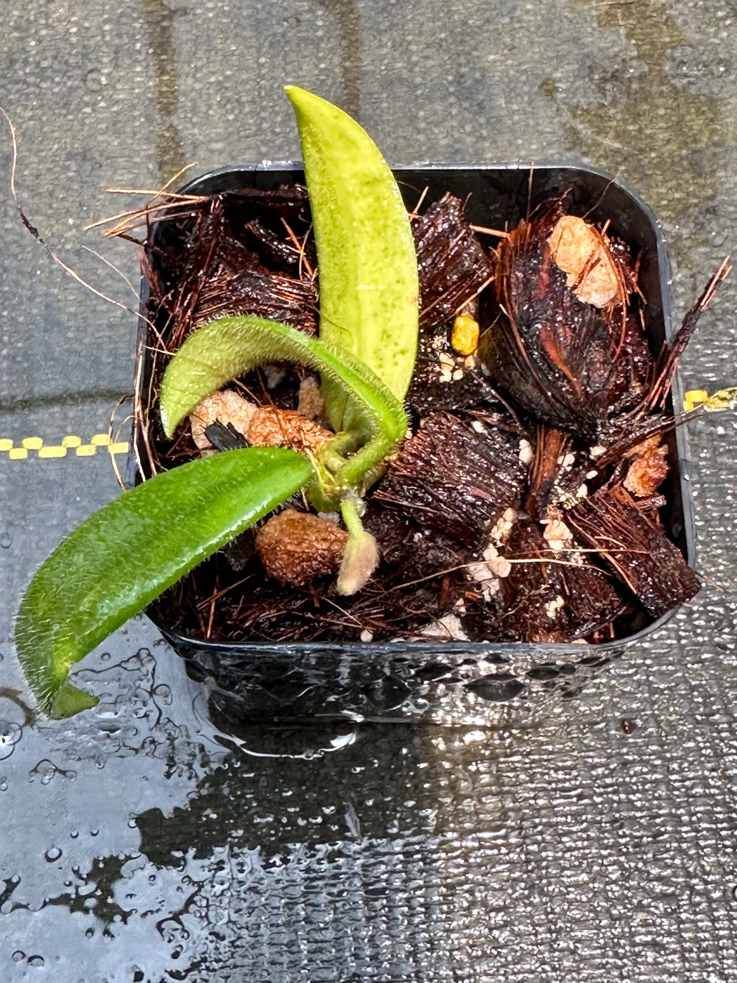 Hoya lyi