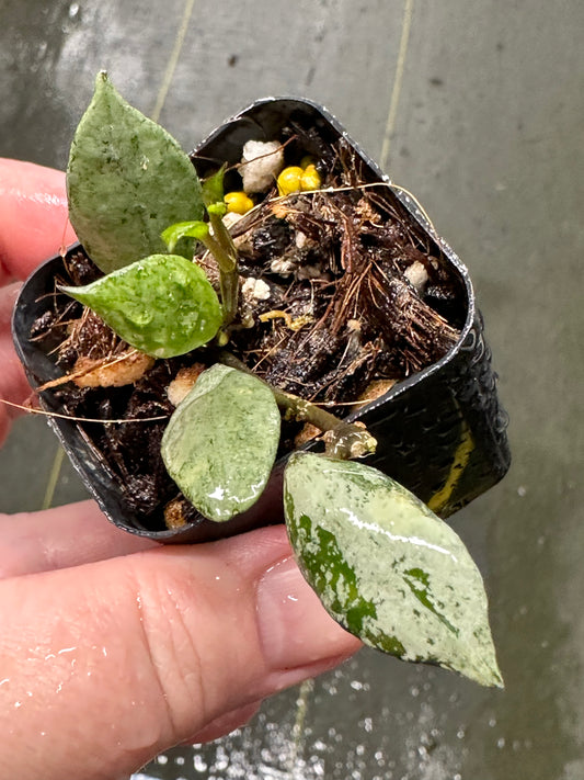 Hoya krohniana (Super Silver Black)