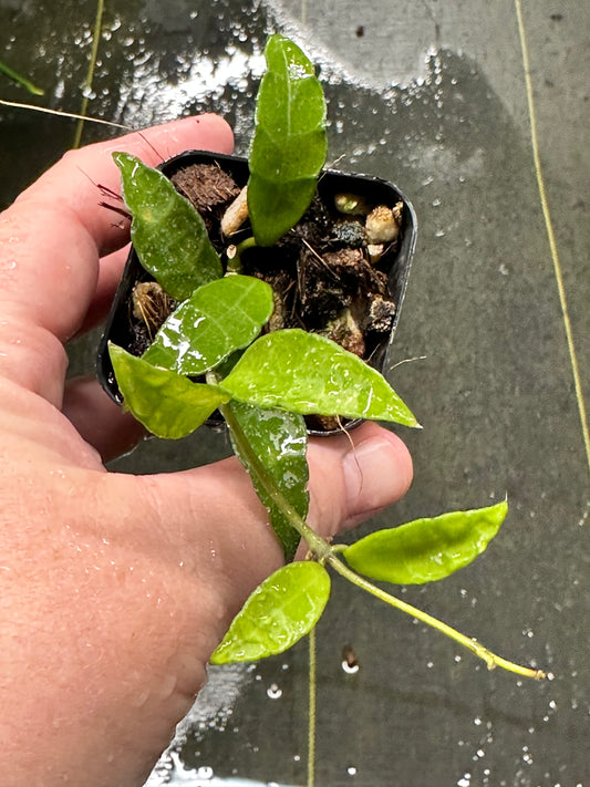 Hoya, Hoya, and More Hoya – Page 15 – Nest Tropicals