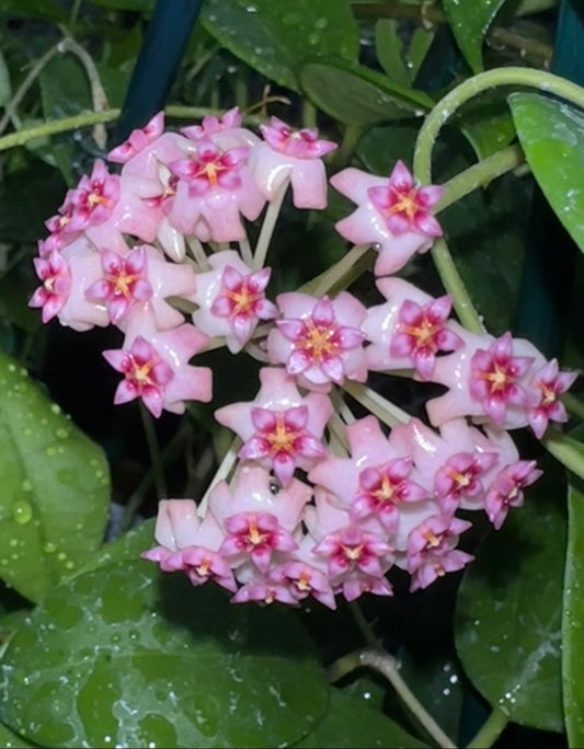 Hoya sp. Hat Som Paen IML 1438