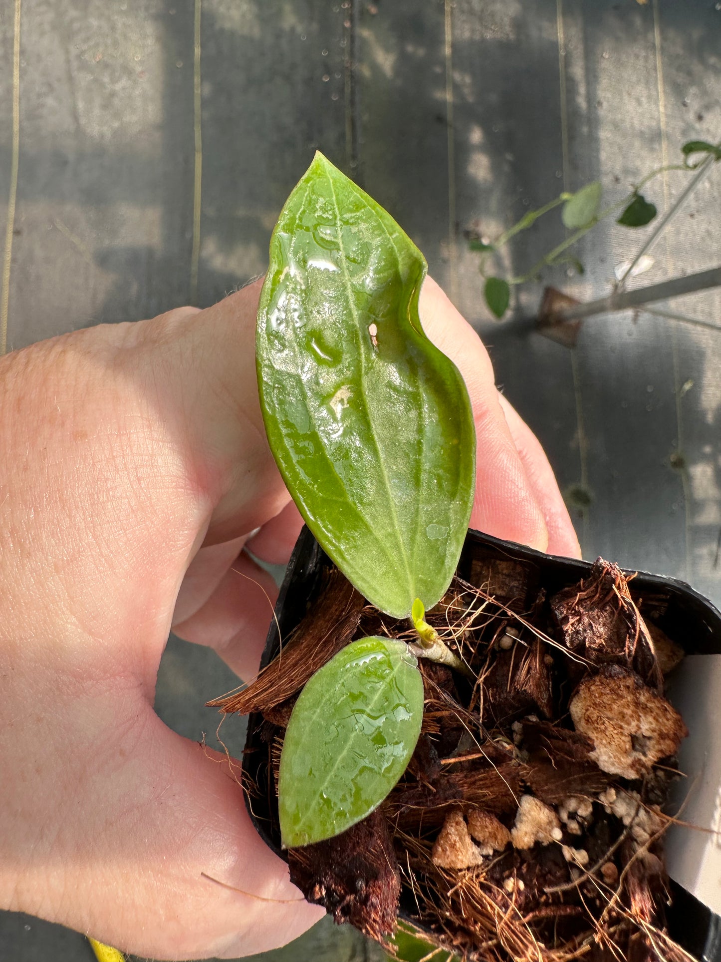 Hoya NR02