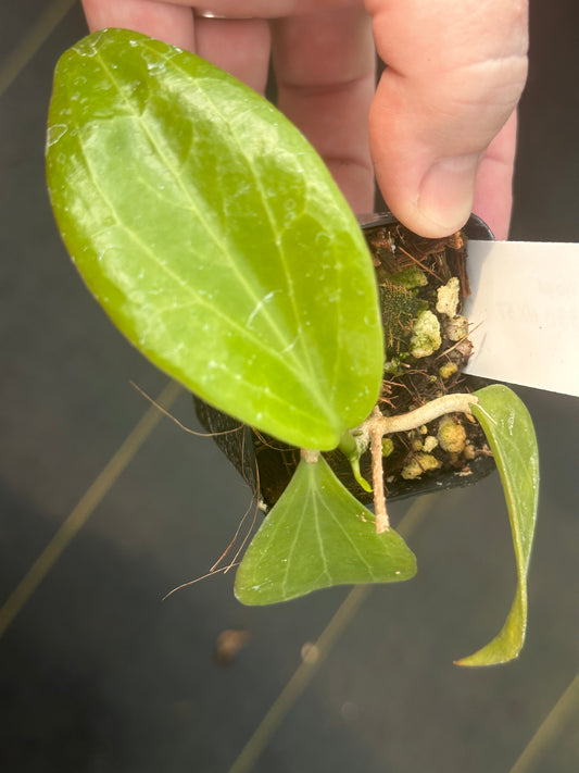 Hoya IML 338 HX 57