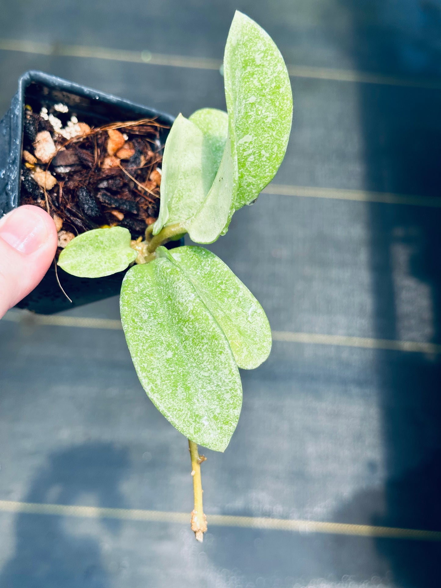 Hoya carnosa ‘Nova Ghost’ – Nest Tropicals