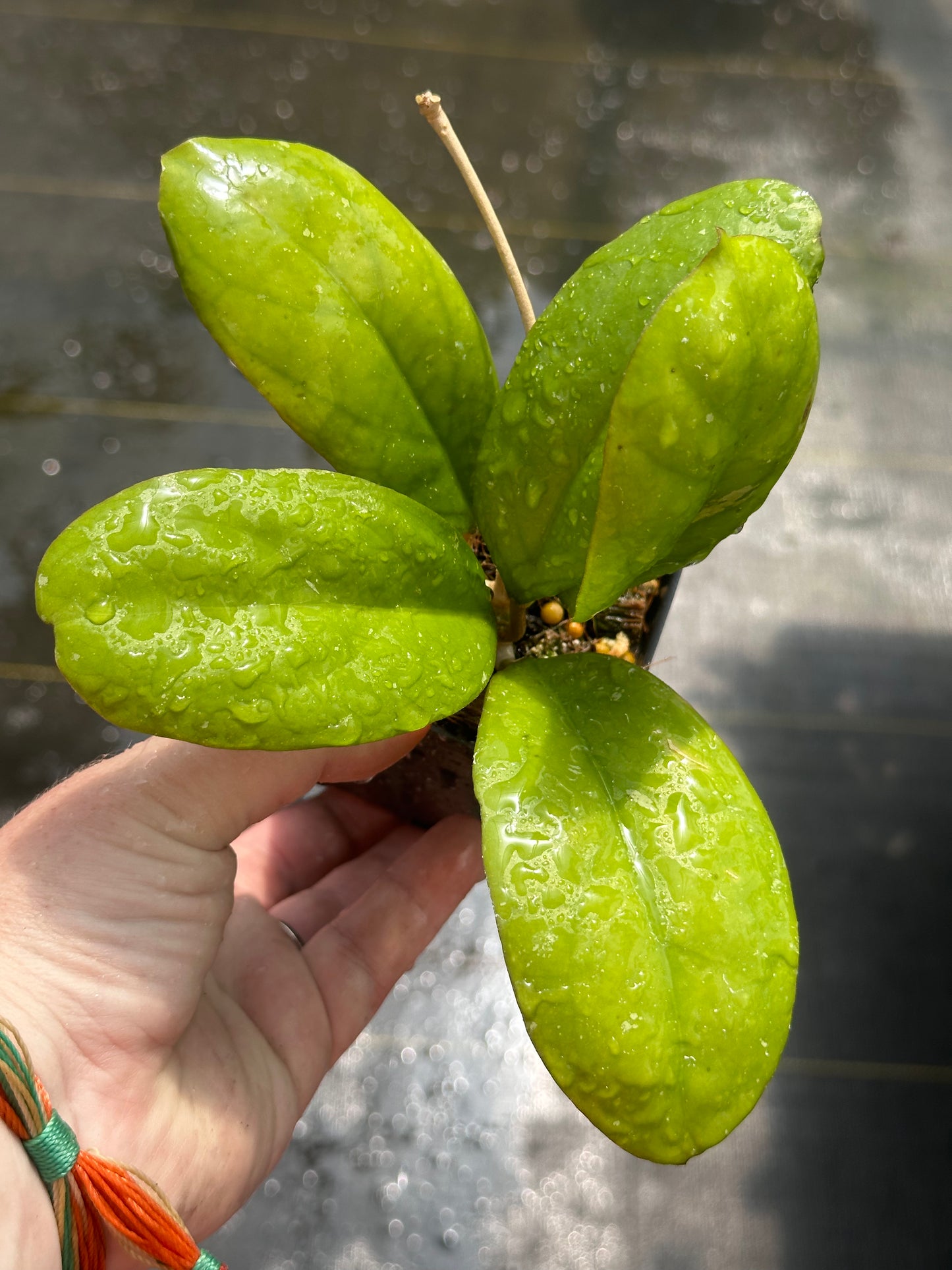 Hoya ‘Cicelia’