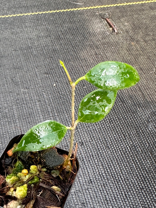 Hoya cembra