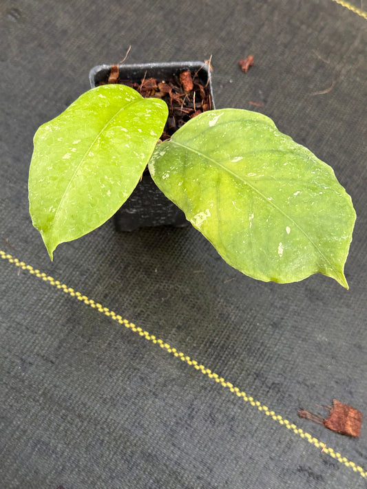 Hoya sp. Bat Cave GPS 7020