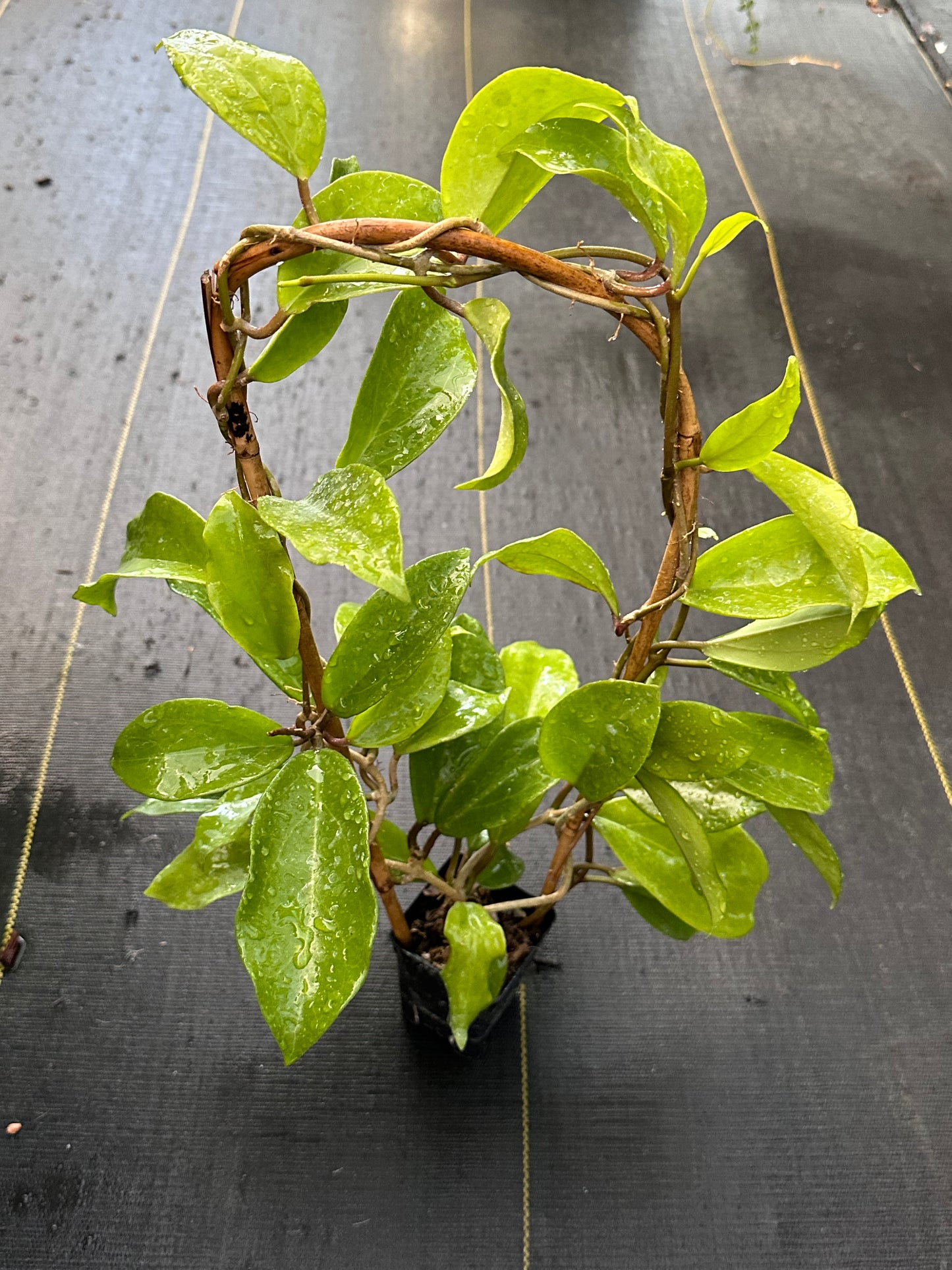 Hoya ‘Dr. IBOK' SMS 034 - Trellised